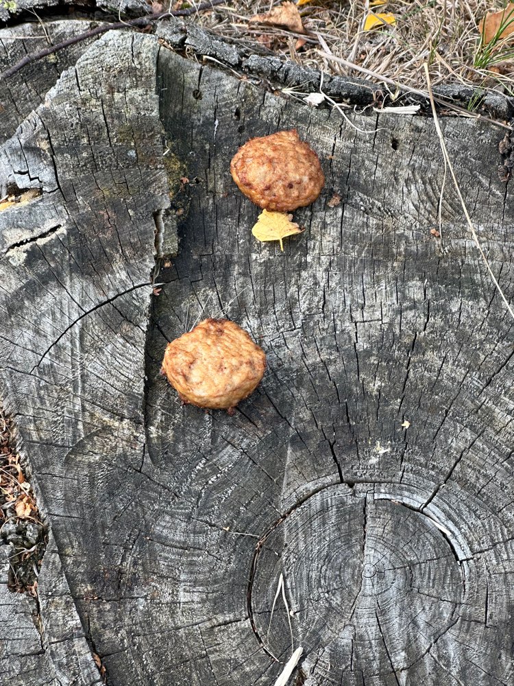 Giftköder-Fleischklopse auf Baumstumpf Dorfteich-Profilbild