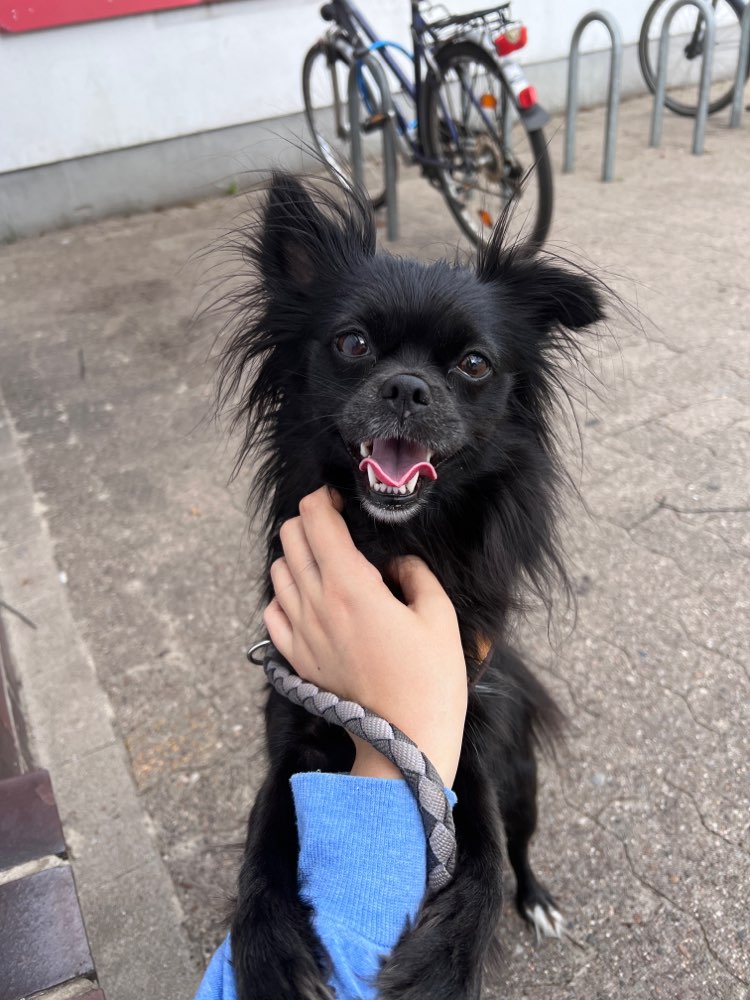 Hundetreffen-Social Walk-Profilbild