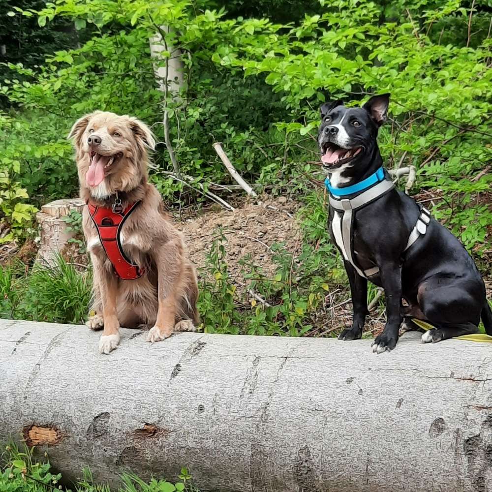Hundetreffen-Gassi Partner gesucht-Profilbild