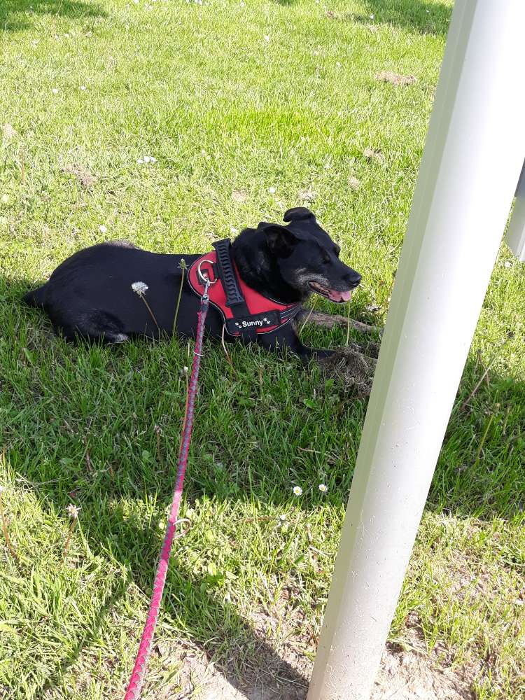 Hundetreffen-Gassi gehen-Profilbild