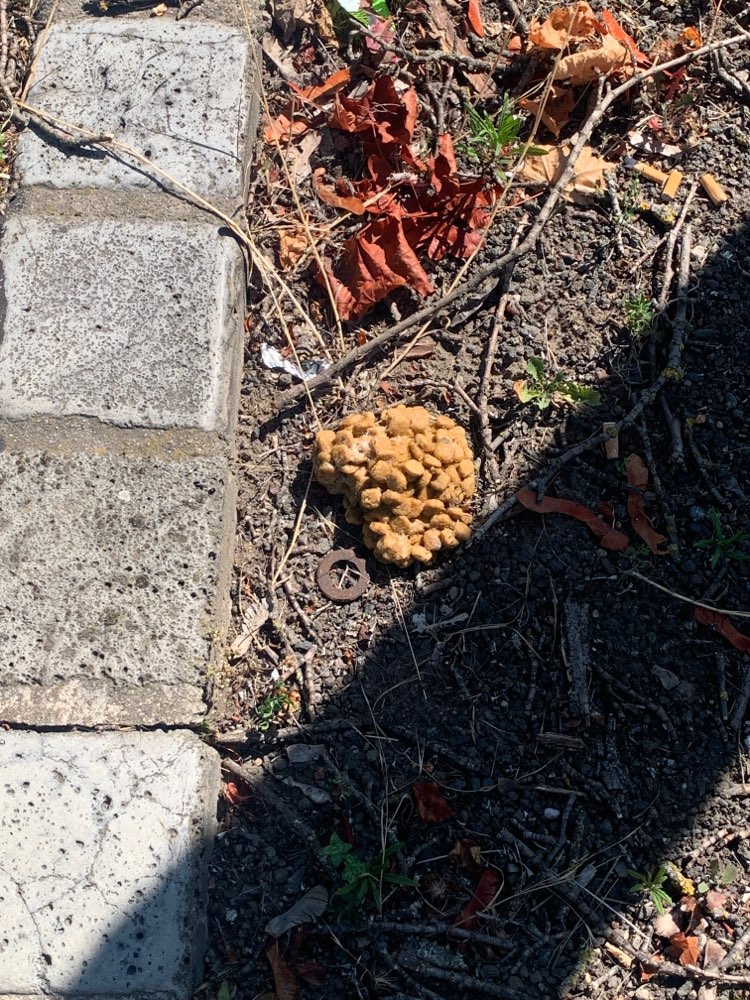 Giftköder-Trockenfutter-Profilbild