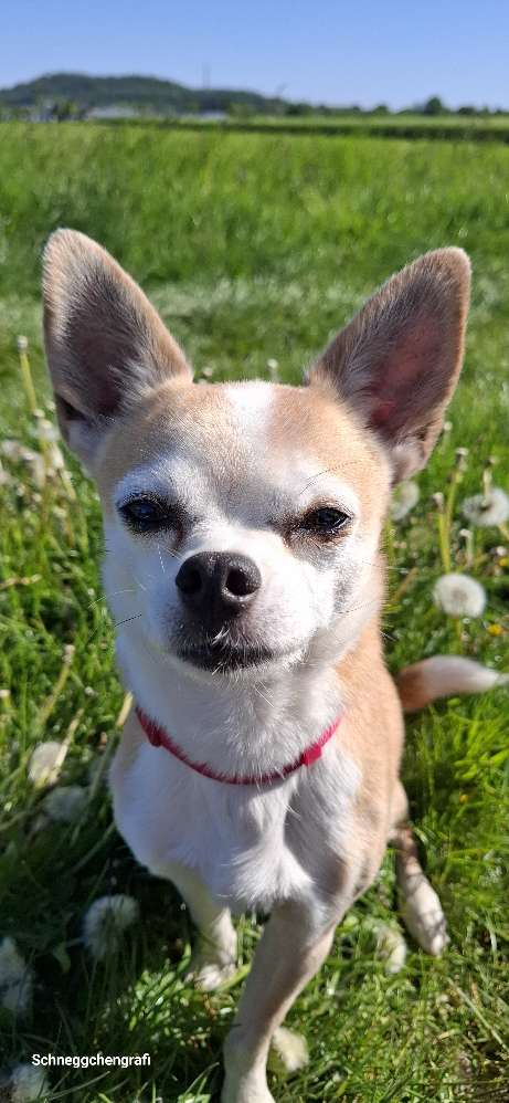 Hundetreffen-Spazieren mit Wandern4Pfoten-Profilbild