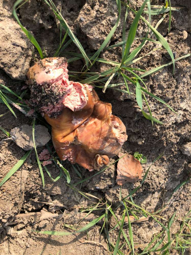 Giftköder-fleischstücke (Giftköder)-Profilbild