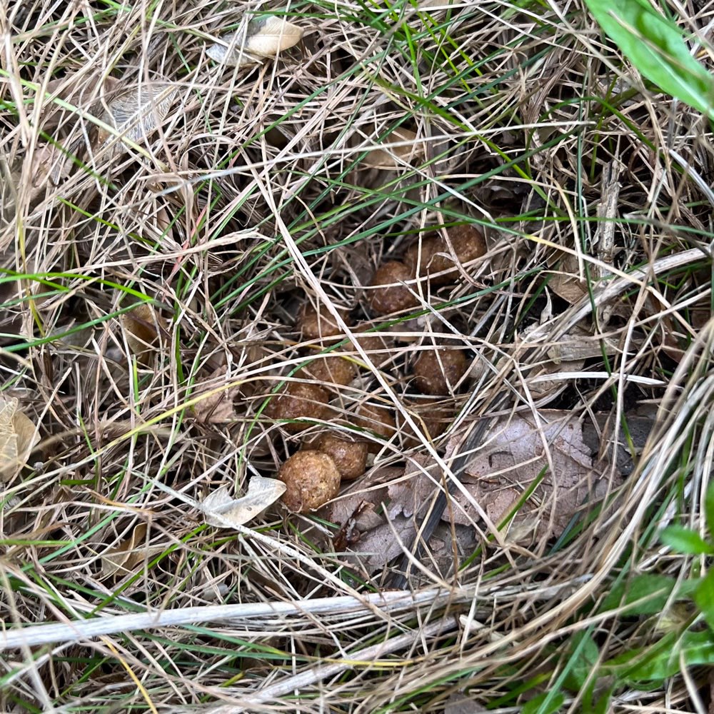 Giftköder-Trockenfutter an Hecke versteckt-Profilbild