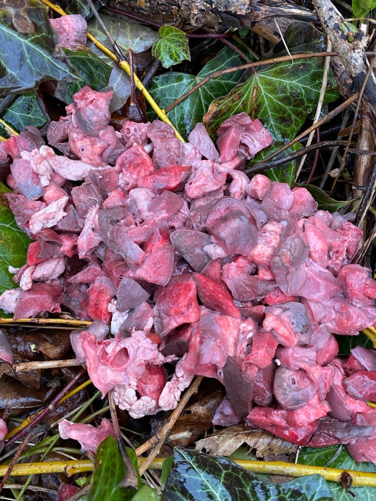 Giftköder-Fleisch Stücke-Profilbild