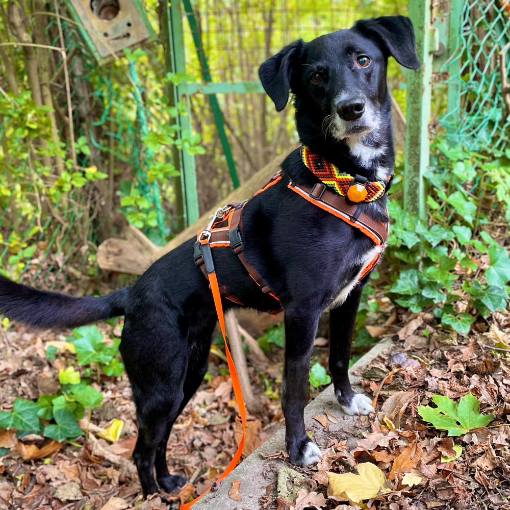 Hundetreffen-Social Walks ab Nähe Festspielhaus Baden-Baden-Profilbild