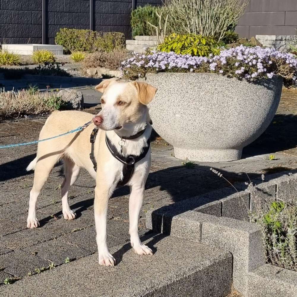 Hundetreffen-Gemeinsame Spaziergänge-Profilbild