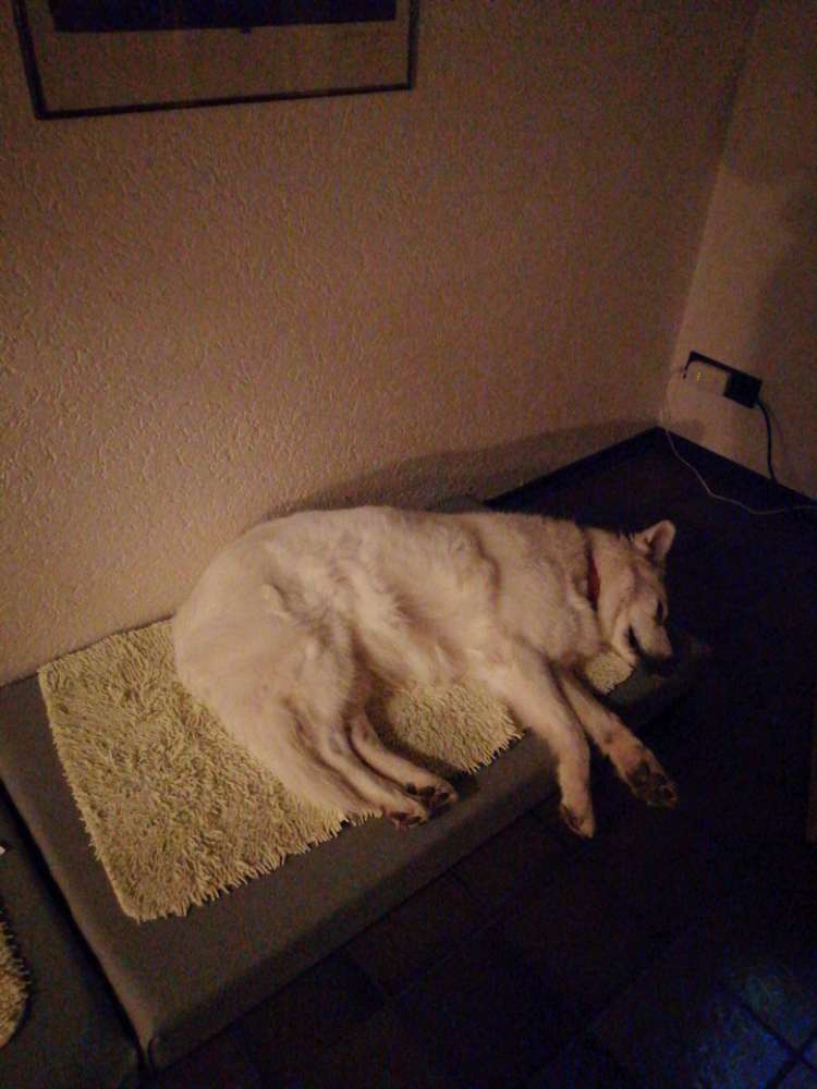 Hundetreffen-Gassy Runden mit allen Altersgruppen-Profilbild