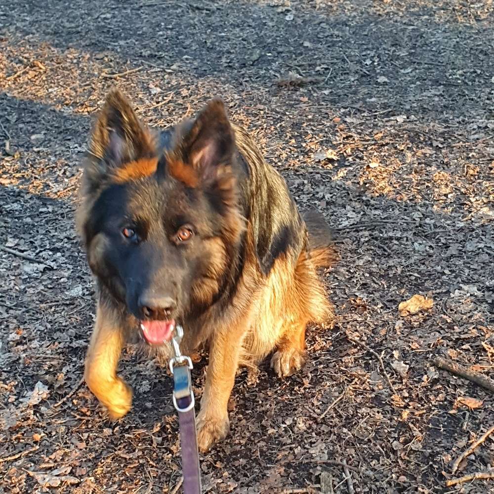 Hundetreffen-Junghundtreffen Haus Kemnade-Profilbild