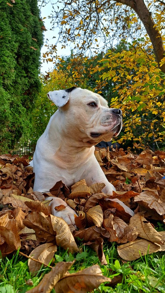 Hundetreffen-Lui sucht Gassi-Buddys-Profilbild