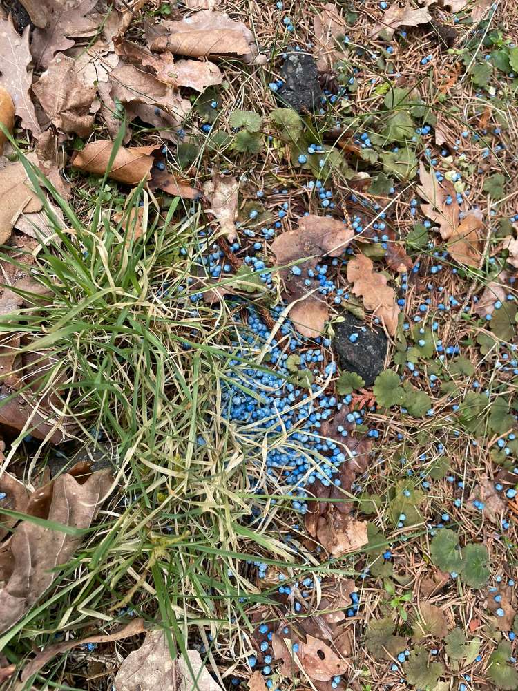 Giftköder-Gift-Profilbild