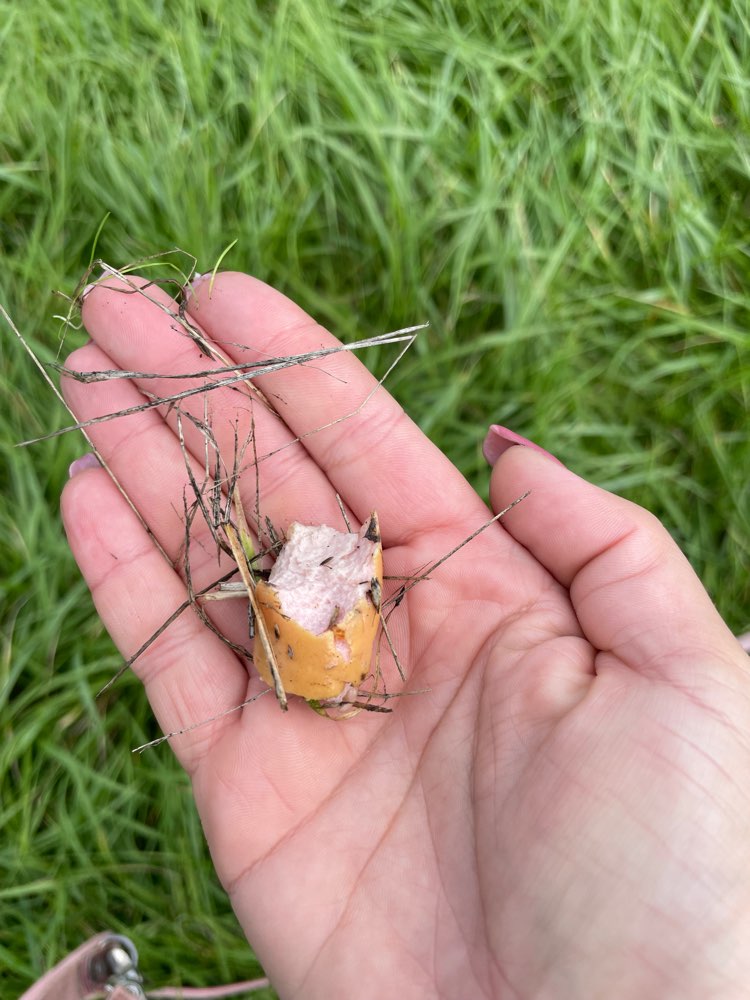 Giftköder-Wurst Happen auf dem Deich entdeckt!-Profilbild