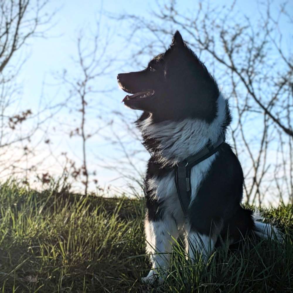 Hundetreffen-Hundekumpel gesucht-Profilbild