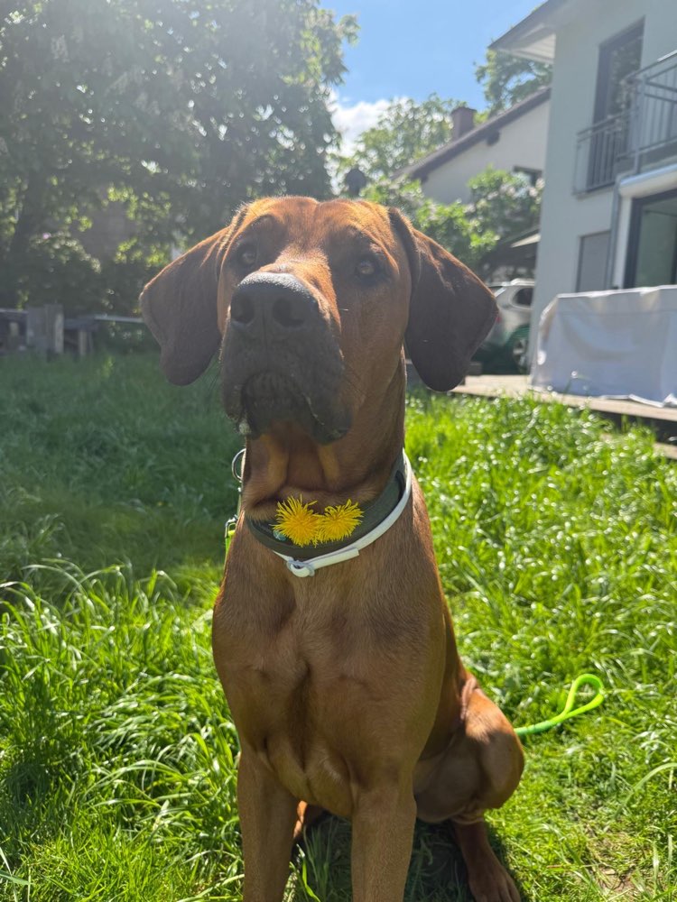 Hundetreffen-Hundebegegnungen-Profilbild