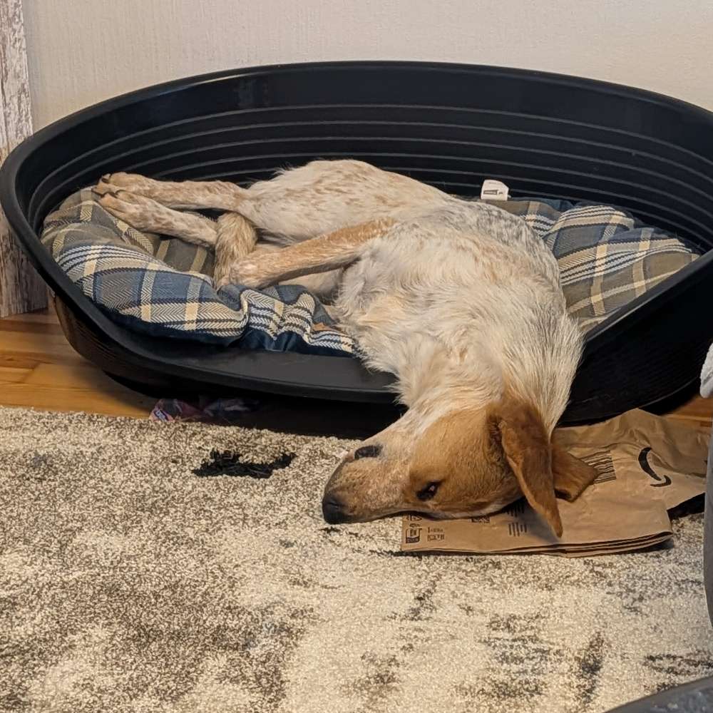 Hundetreffen-Spielfreunde gesucht-Profilbild