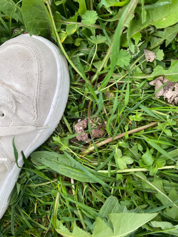 Giftköder-Möglicher Giftköder im Gras-Profilbild