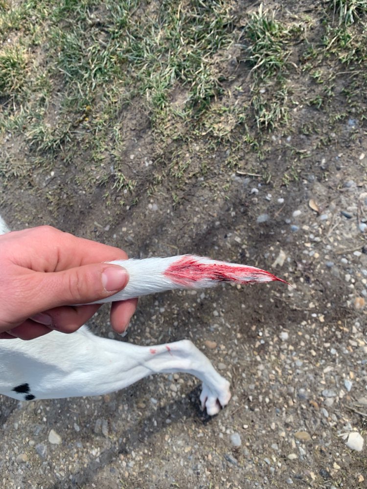 Giftköder-Bissige Hunde-Profilbild