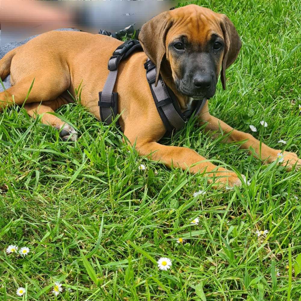 Hundetreffen-Welpentreff mit Velvet-Profilbild