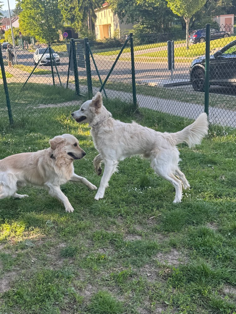 Hundetreffen-Hundefreunde gesucht 🌼-Profilbild