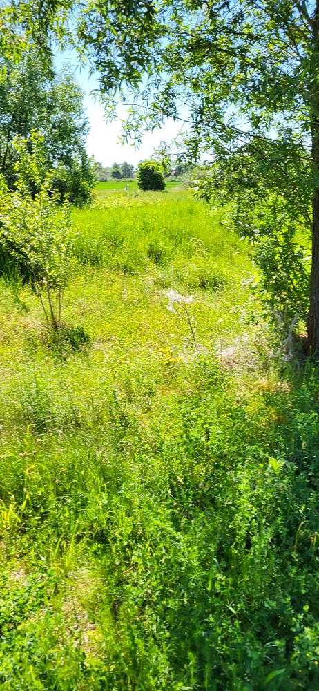 Giftköder-Eichenprozessionsspinner Nest-Profilbild