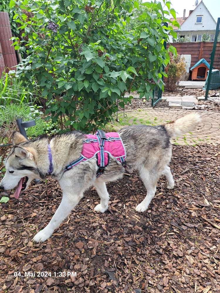 Hundetreffen-Junghunde-Profilbild