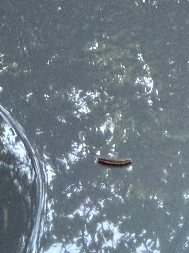 Giftköder-Eichenprozessionsspinner-Profilbild