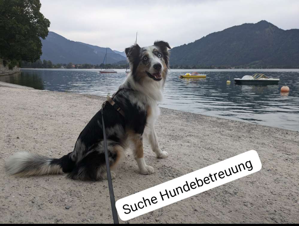 Hundetreffen-Spielpartner & Betreuung-Profilbild