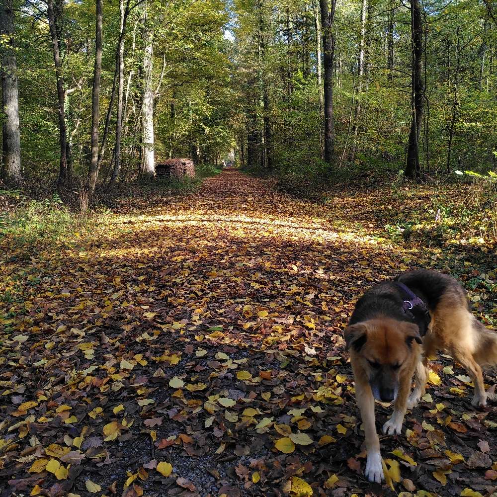 Hundetreffen-Waldspaziergänge-Profilbild