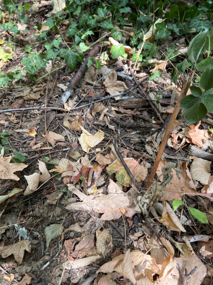 Giftköder-Knochen-Profilbild