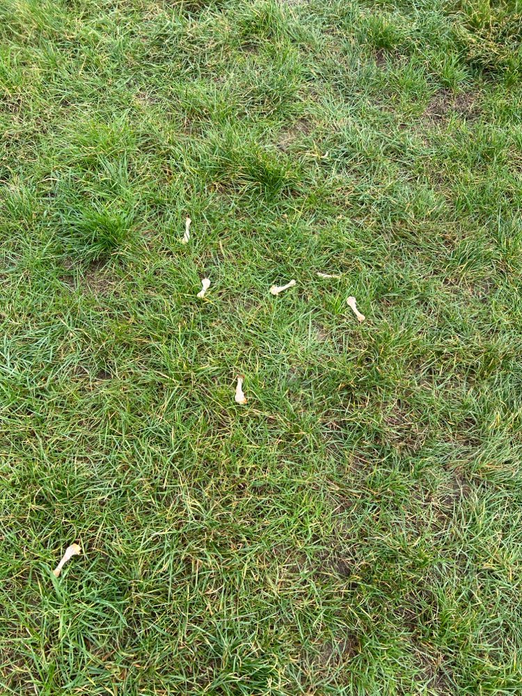 Giftköder-Knochen-Profilbild