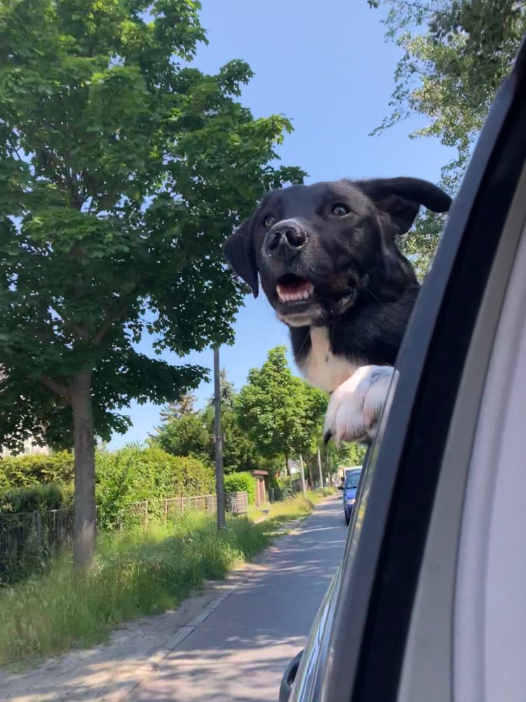 Hundetreffen-Playdate/Dog walk-Profilbild