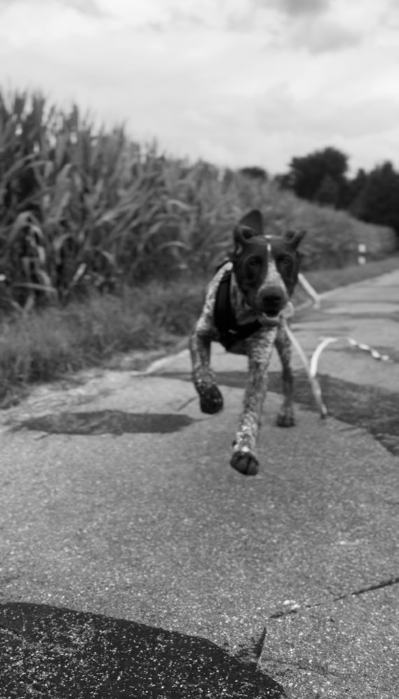Hundetreffen-Spiel- und Gassi-Freund für unseren Fred gesucht-Profilbild