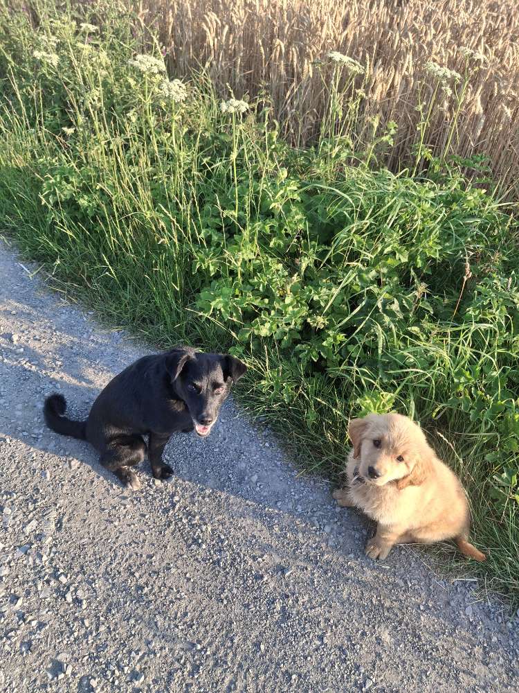 Hundetreffen-Welpen treffen,-Profilbild