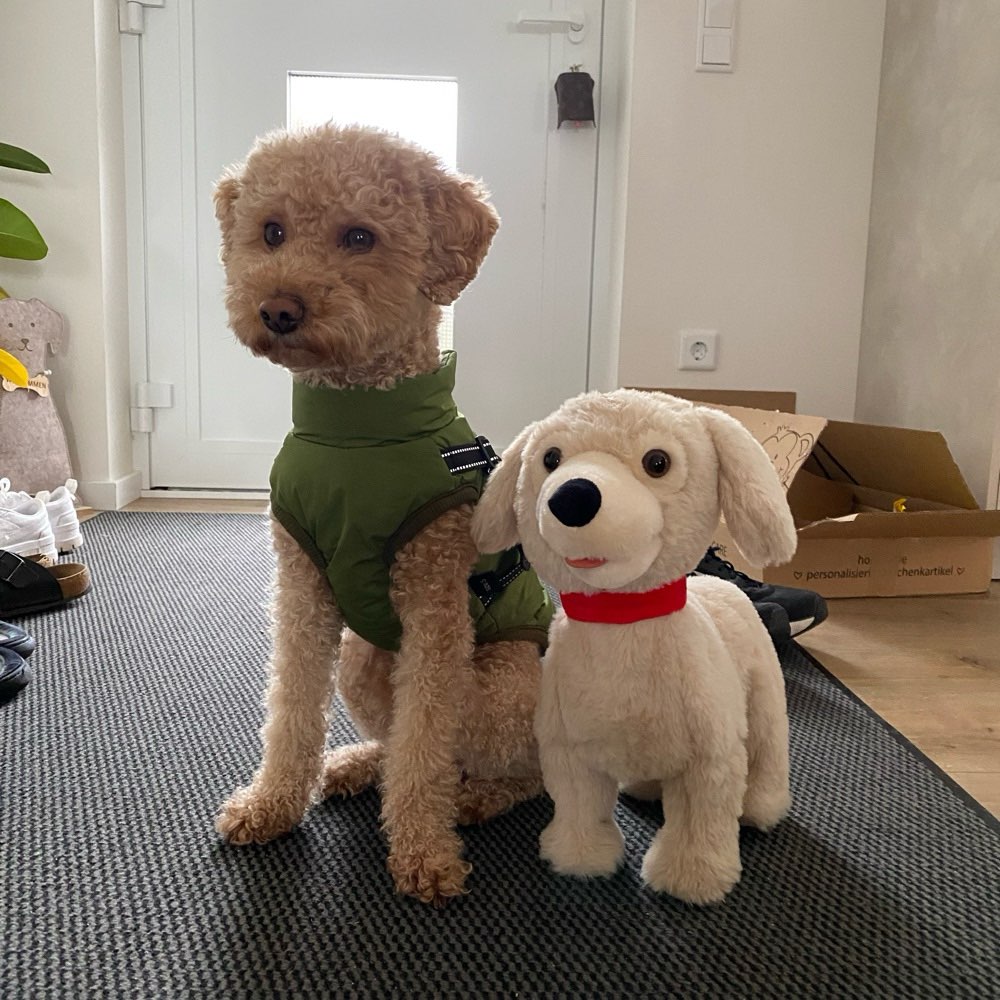 Hundetreffen-Gemeinsam spielen und trainieren-Profilbild