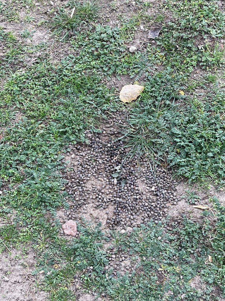 Giftköder-Mögliches Hundegift-Profilbild