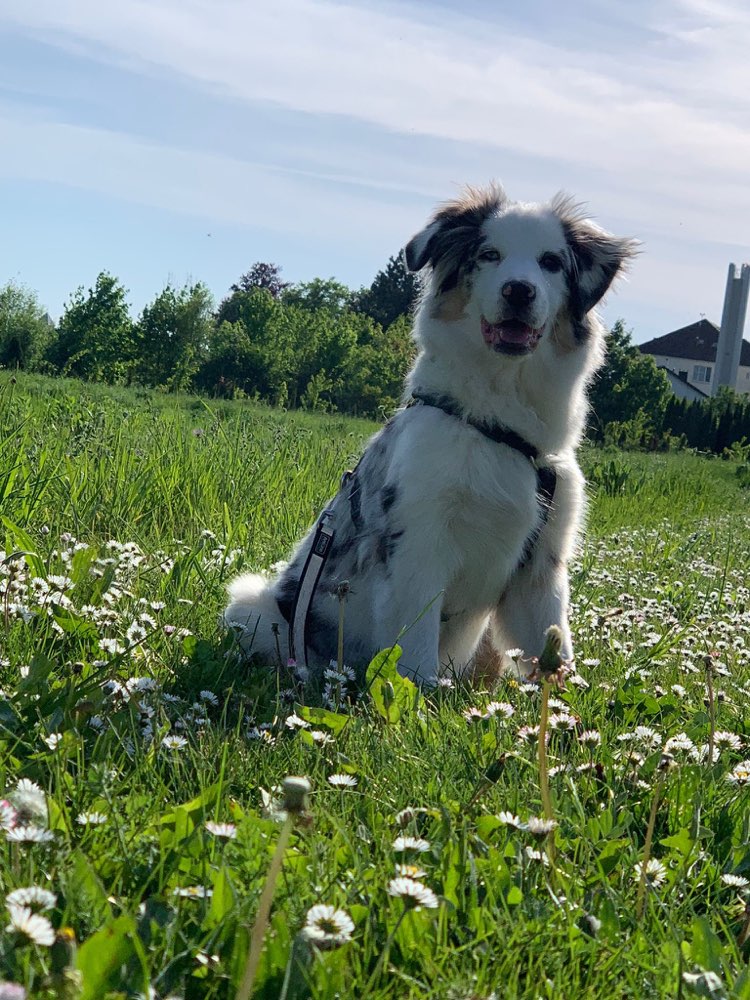 Hundetreffen-Spielkameraden Gassi Runde gesucht-Profilbild