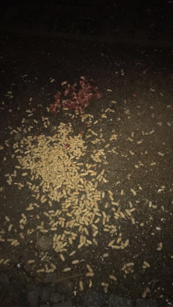 Giftköder-Hühnerherzen und Erdnüsse verteilt-Profilbild