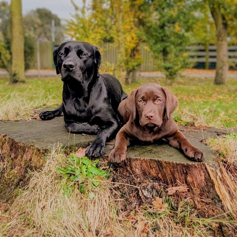Hundetreffen-Fotoshooting-Profilbild