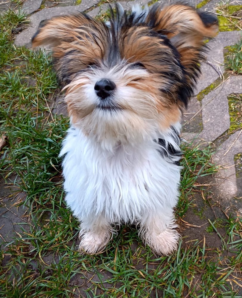 Hundetreffen-Welpentreffen Bamberg-Profilbild