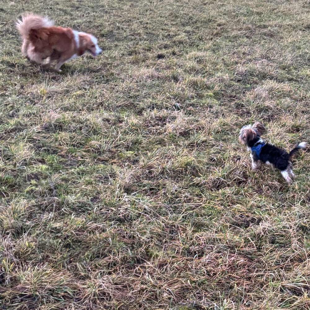 Hundetreffen-Spieltreffen für alle Hunde-Profilbild