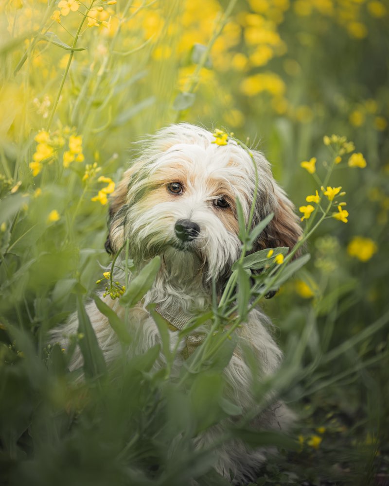 Hundetreffen-Hundeshooting kostenlos zur Übung (TFP Basis)-Profilbild