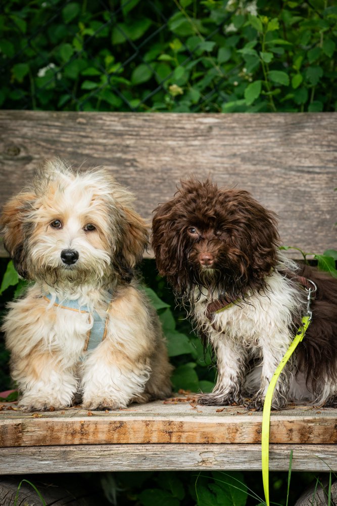 Hundetreffen-Welpen/ Junghunde Treffen/ Spielen/ kurzer Spaziergang-Profilbild