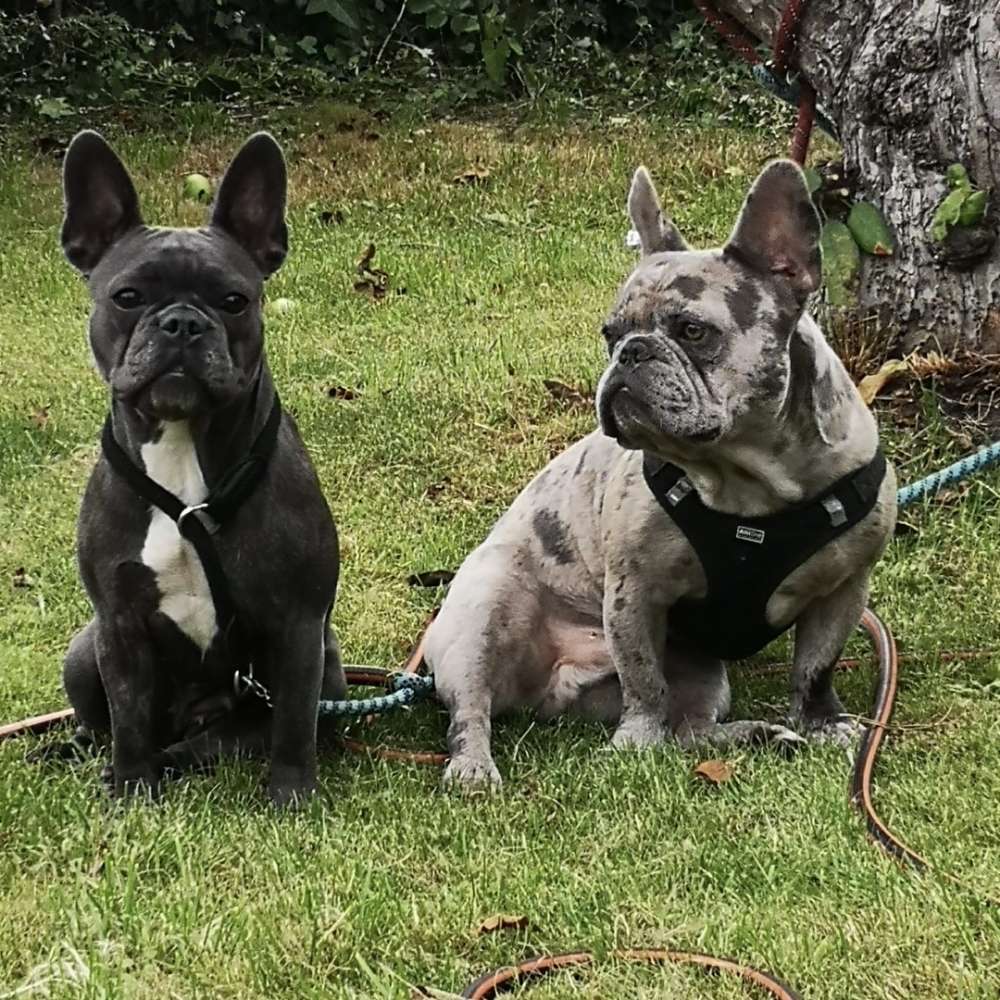 Hundetreffen-Hundefreunde zum spielen gesucht ❤️-Profilbild