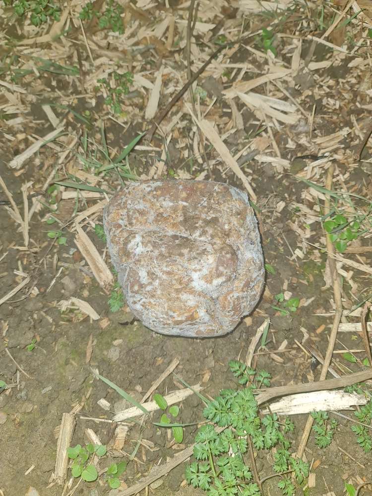 Giftköder-Fleischklumpen an der Nidda-Profilbild