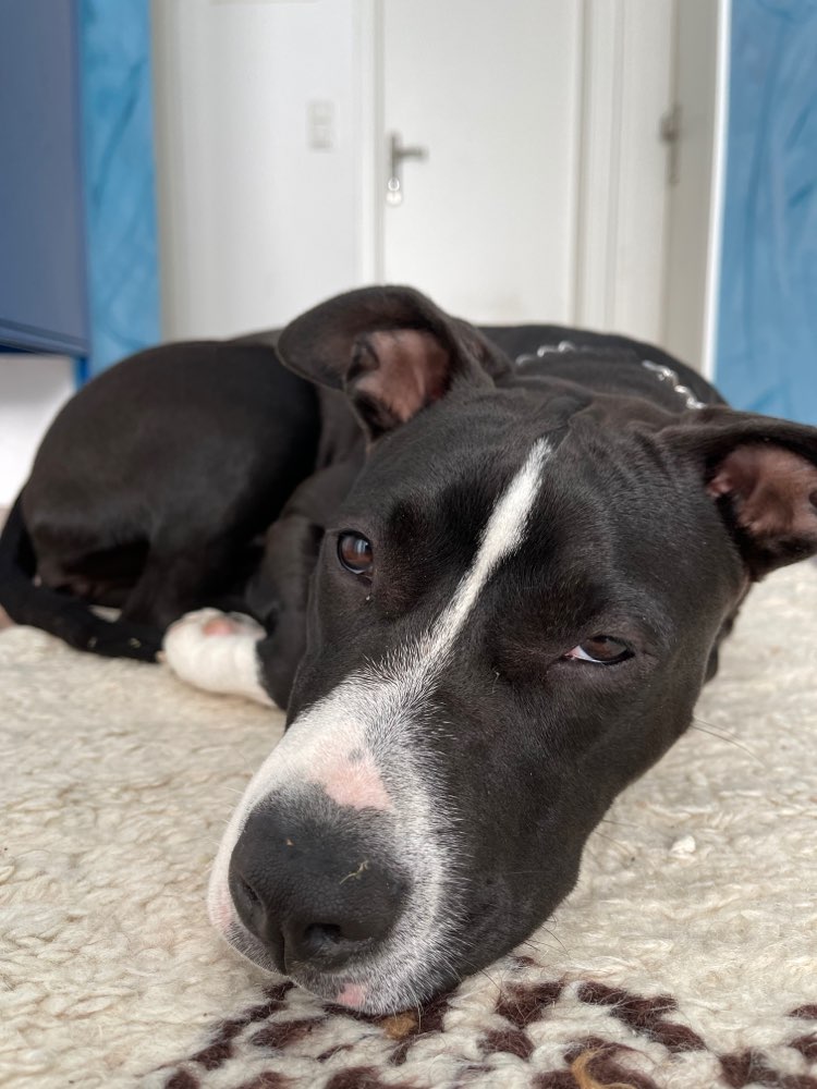 Hundetreffen-Hundetreffen in Osterode am Harz-Profilbild