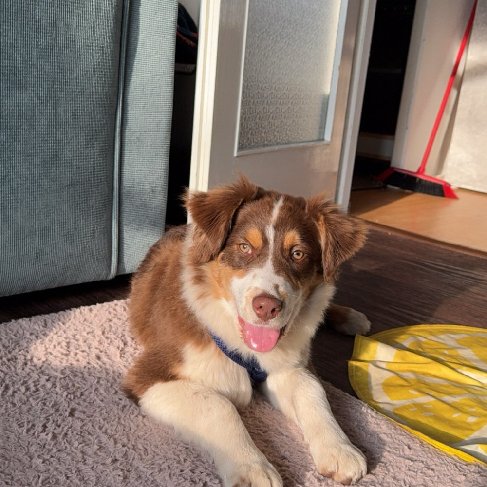 Hundetreffen-Spielen&Toben und Sozialisieren-Profilbild