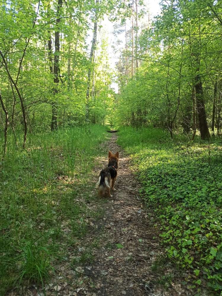 Hundetreffen-Zusammen spazieren gehen-Profilbild