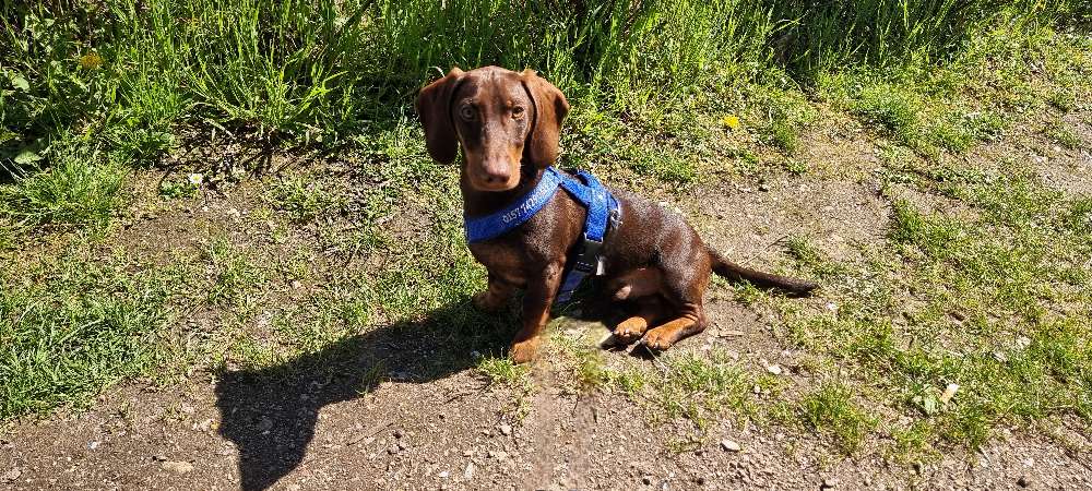 Hundetreffen-Spielerrunde mit kleineren Hunden-Profilbild