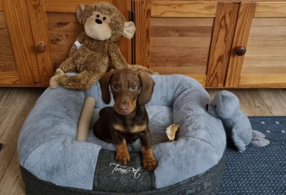 Hundetreffen-Welpentreffen in Bad Harzburg o. Goslar-Profilbild