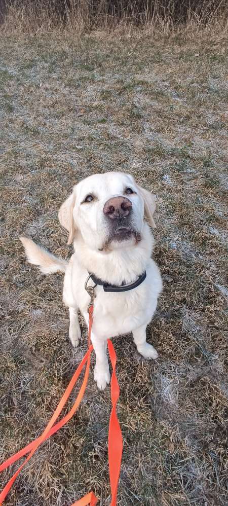 Hundetreffen-Hundetreffen in Oelsnitz Vogtland-Profilbild